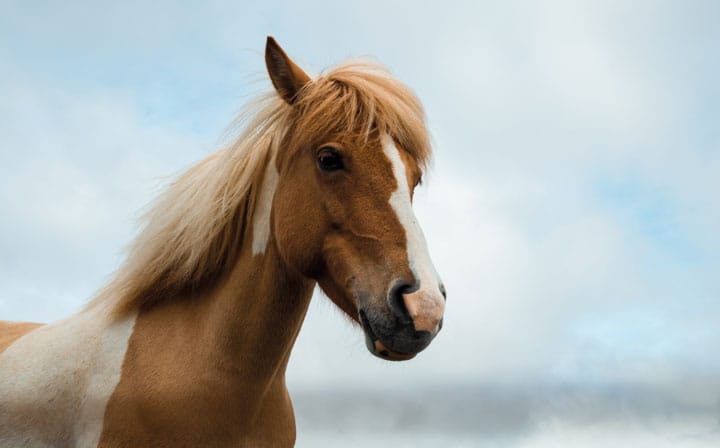 Scepticism v instinct – How can you build your perfect team by comparing humans to horses?